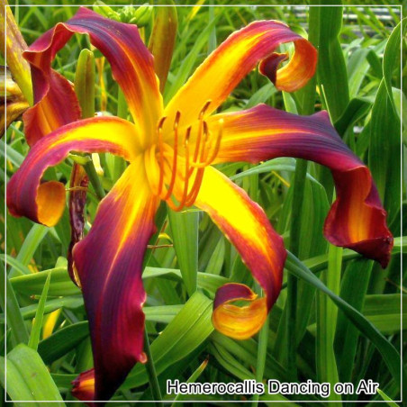 Hemerocallis Dancing on Air