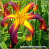 Hemerocallis Dancing on Air