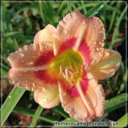 Hemerocallis London Eye