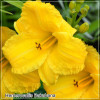 Crin de zi - Hemerocallis Bakabana