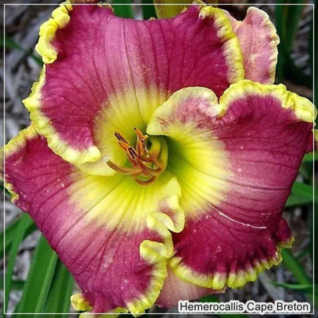 Hemerocallis Cape Breton