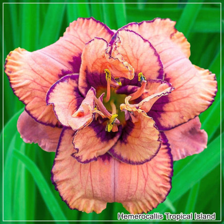Hemerocallis Tropical Island