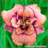 Crin de zi - Hemerocallis Tropical Island