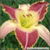 Hemerocallis Lotus Position