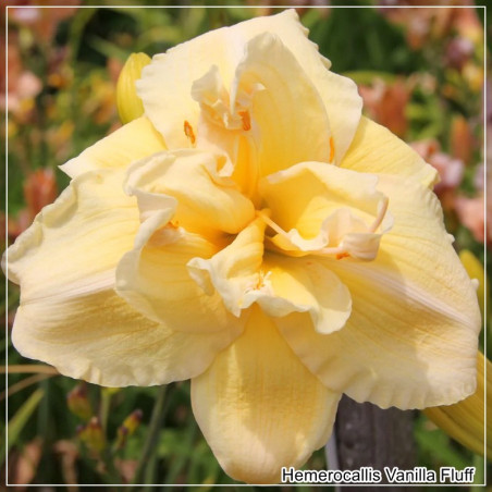 Hemerocallis Vanilla Fluff