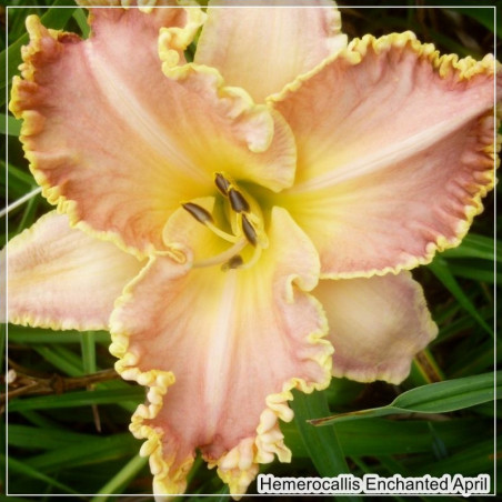 Hemerocallis Enchanted April