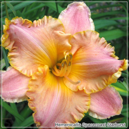 Hemerocallis Spacecoast Starburst