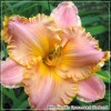 Crin de zi - Hemerocallis Spacecoast Starburst