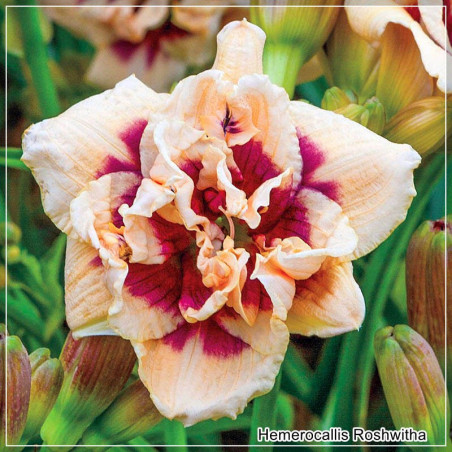Hemerocallis Roswitha