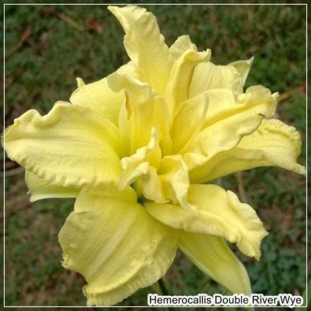 Hemerocallis Double River Wye