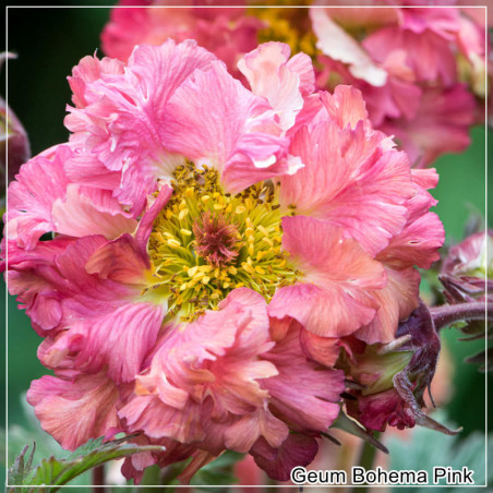 Radacina de Ghimbir (Geum Bohema Pink) - Flori Roz