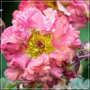Radacina de Ghimbir (Geum Bohema Pink) - Flori Roz