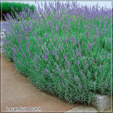 Lavandula Dutch