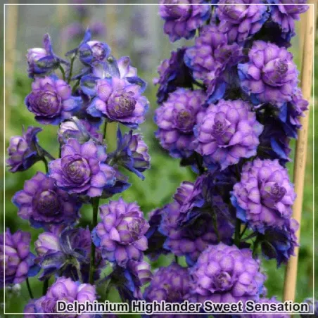 Delphinium Highlander Sweet Sensation