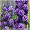 Delphinium Highlander Sweet Sensation