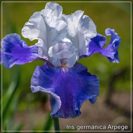 Iris Arpege