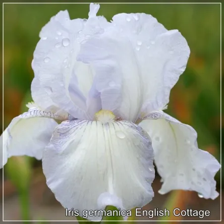 Iris English Cottage