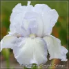 Iris English Cottage