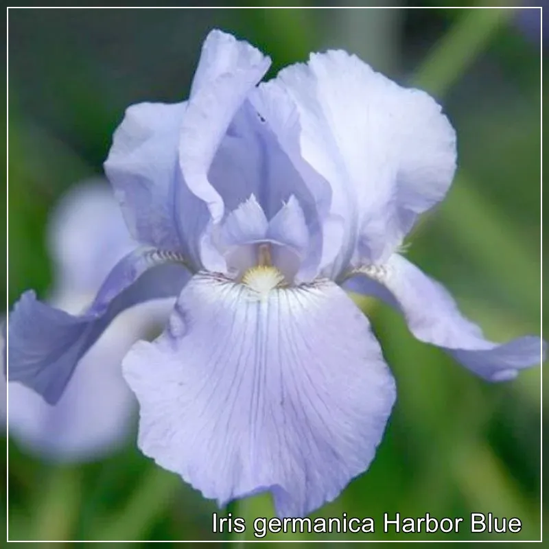 Iris Harbor Blue