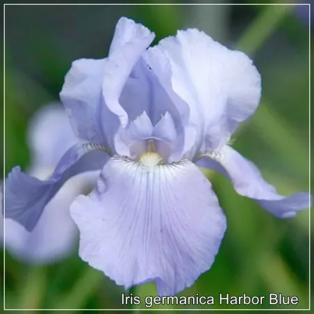 Iris Harbor Blue