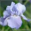 Iris Harbor Blue