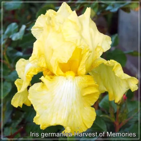 Iris Harvest of Memories