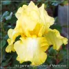 Iris Harvest of Memories