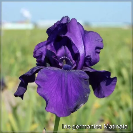 Iris Matinata