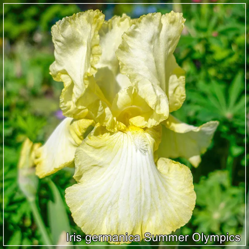 Iris Summer Olympics