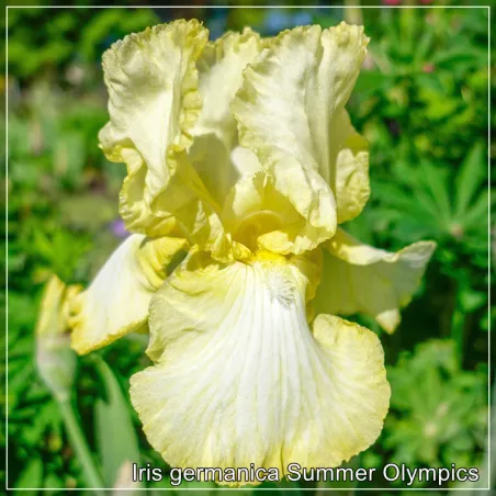 Iris Summer Olympics