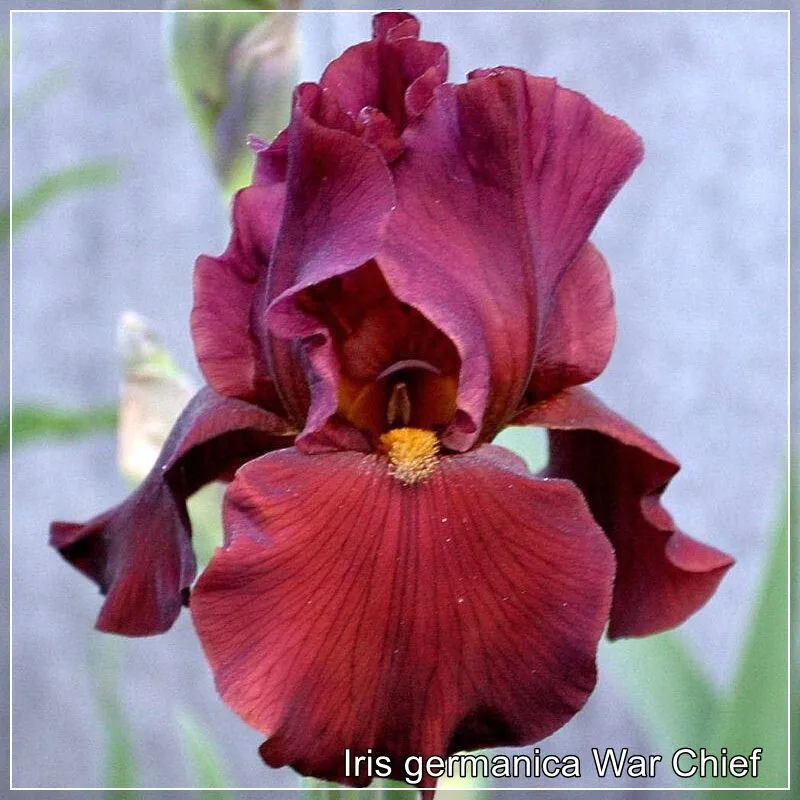 Iris War Chief