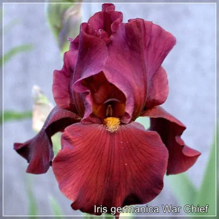 Iris War Chief