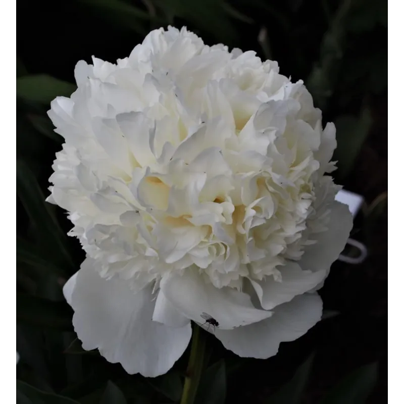 Paeonia Lancaster Imperial