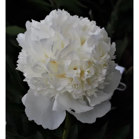 Paeonia Lancaster Imperial