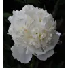 Paeonia Lancaster Imperial