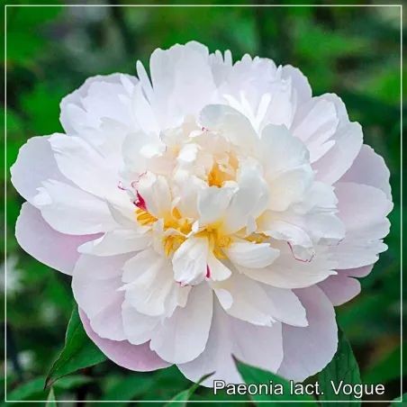 Paeonia Vogue