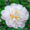 Paeonia Vogue