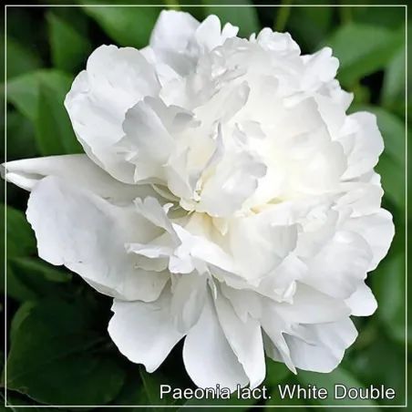 Paeonia White Double