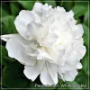 Paeonia White Double