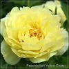 Paeonia itoh Yellow Crown