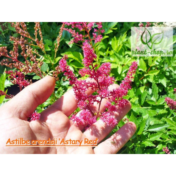 Astilbe arendsii 'Astary Red'