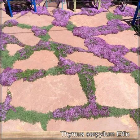 Thymus serpyllum Elfin