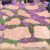 Thymus serpyllum Elfin