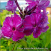 Phlox paniculata Autumn Joy