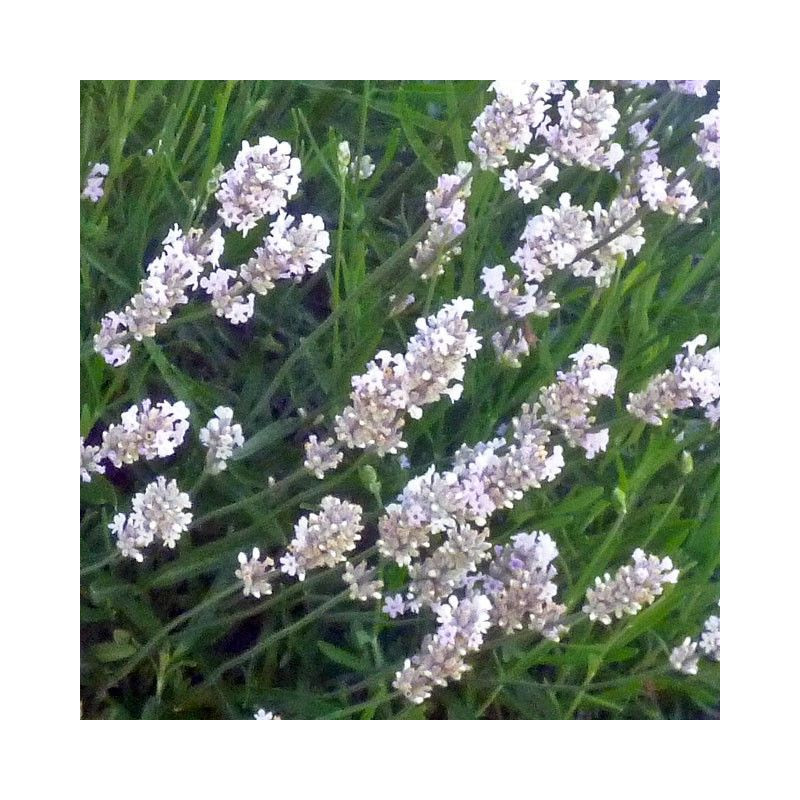 Lavandula angustifolia 'Edelweiss'