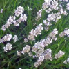 Lavandula angustifolia 'Edelweiss'