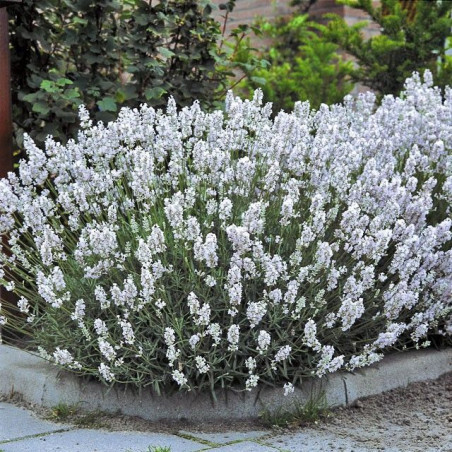 Lavandula angustifolia 'Edelweiss'