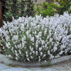 Lavandula angustifolia 'Edelweiss'