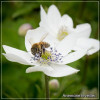 Anemone Levellei