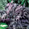 Athyrium niponicum Burgundy Lace